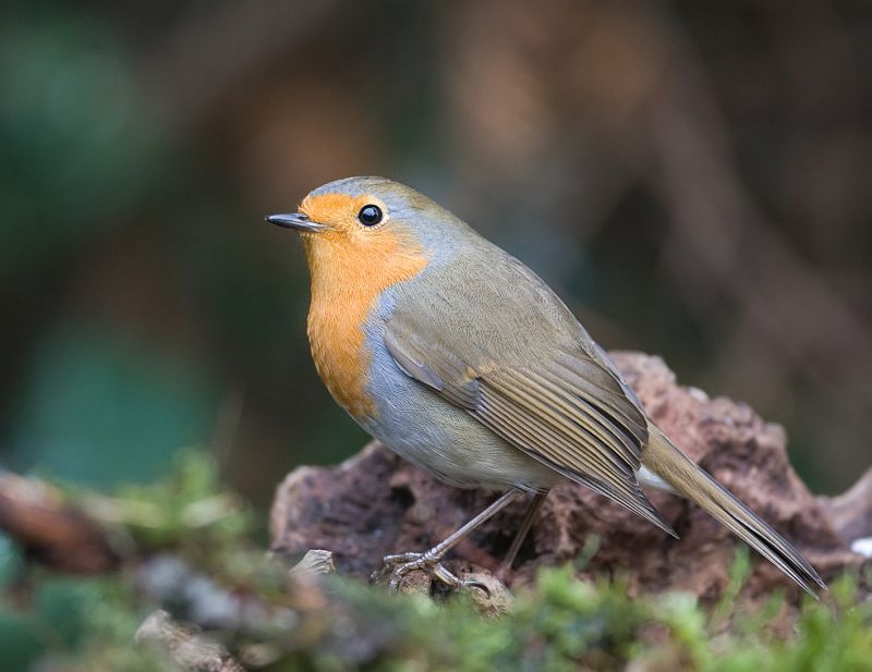 Erithacus rubecula Robin Roodborst